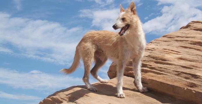 Chó săn Podengo có gì đặc biệt?