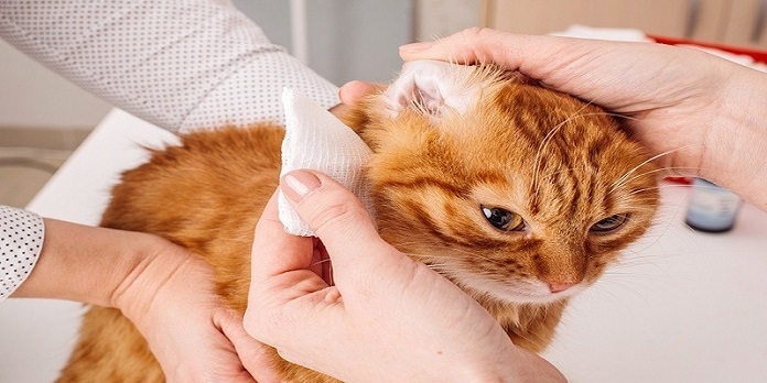 Cách điều trị mèo bị rận tai