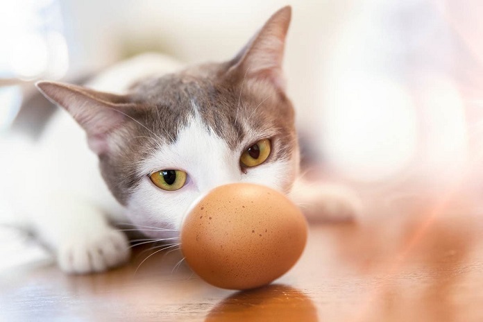Lợi ích và tác hại khi mèo ăn trứng?