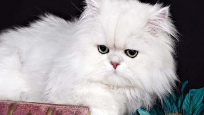 Bộ lông của mèo Ba Tư lông dài