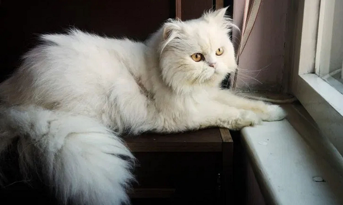 Giá mèo Ba Tư lông dài