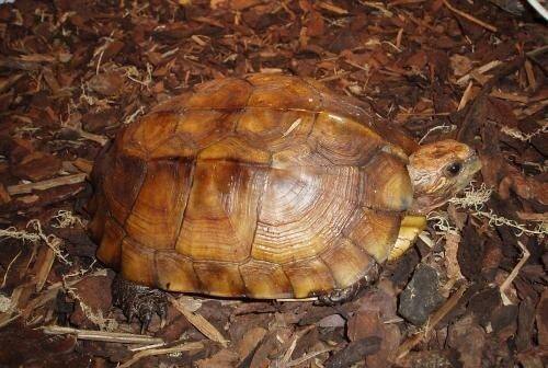 Bạn nên tìm đến trại nuôi rùa để được tư vấn và lựa chọn giống rùa khỏe mạnh. 
