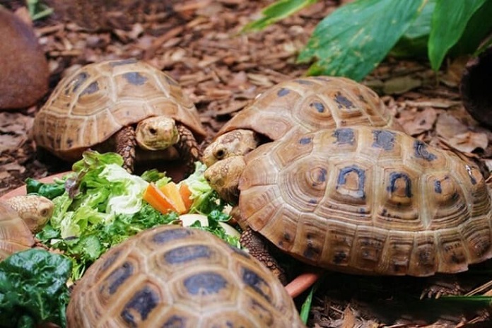 Rùa núi vàng chủ yếu ăn thực vật và hoa quả chín.