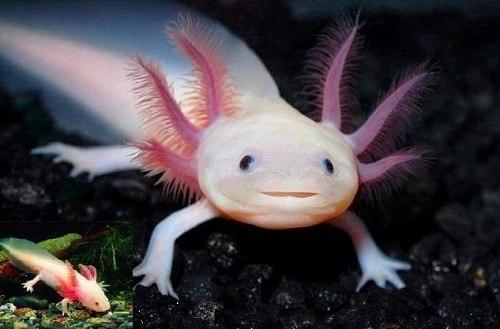 Kỳ nhông Axolotl