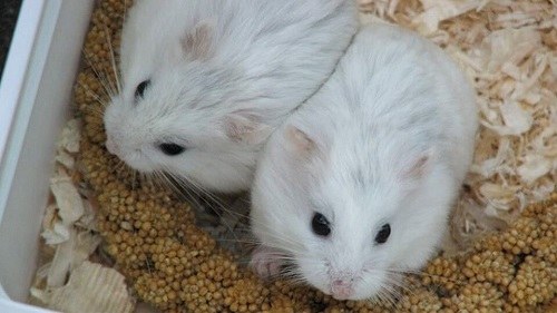 Chuột Hamster Robo Platinum là một giống chuột độc đáo với sự biến đổi màu lông độc đáo