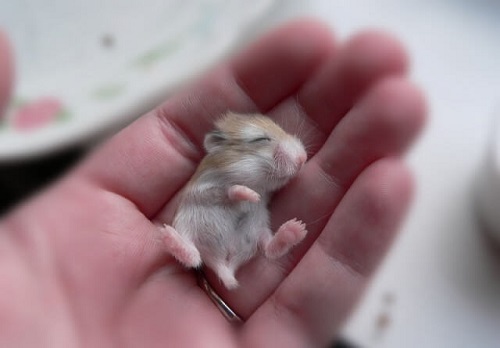 Chuột Hamster Robo là loài động vật hiền lành và thân thiện