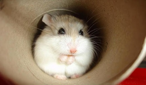 Chuột Hamster Robo có kích thước nhỏ và bộ lông nhạt