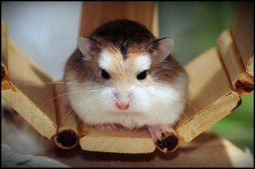 Mùa sinh sản của chuột Hamster Robo