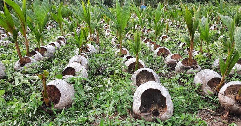 Kỹ thuật trồng dừa