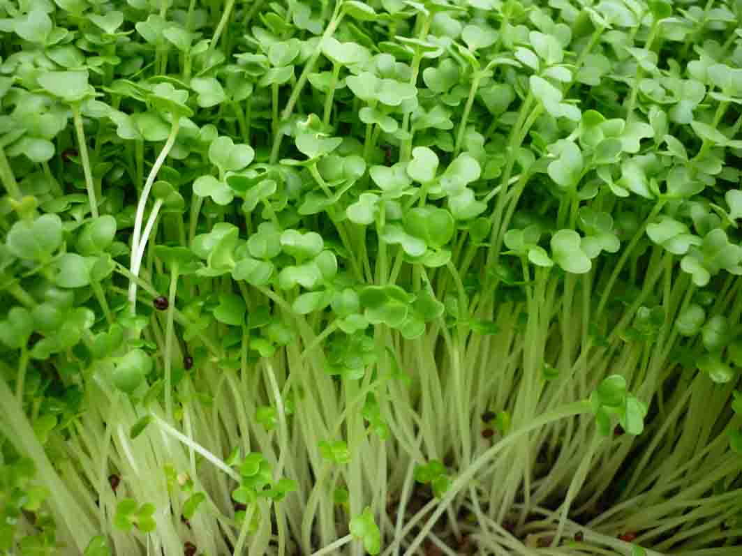 Cách trồng đậu xanh tại nhà