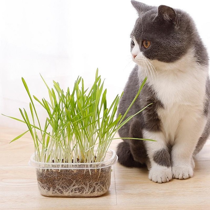 Công dụng của cỏ mèo