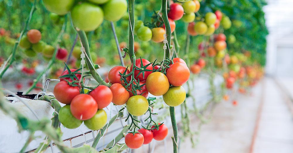 Cách trồng cà chua trĩu quả, năng suất cao