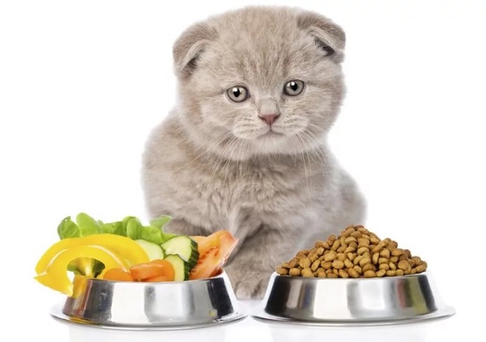 Những loại thức ăn mèo không ăn được