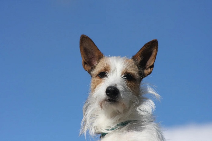 Chó Podengo: Tìm hiểu về dòng chó săn của Bồ Đào Nha