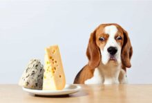 Chó ăn phô mai được không?