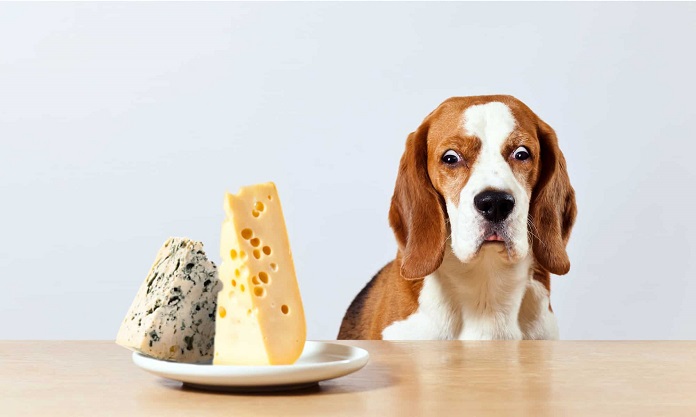 Chó ăn phô mai được không?