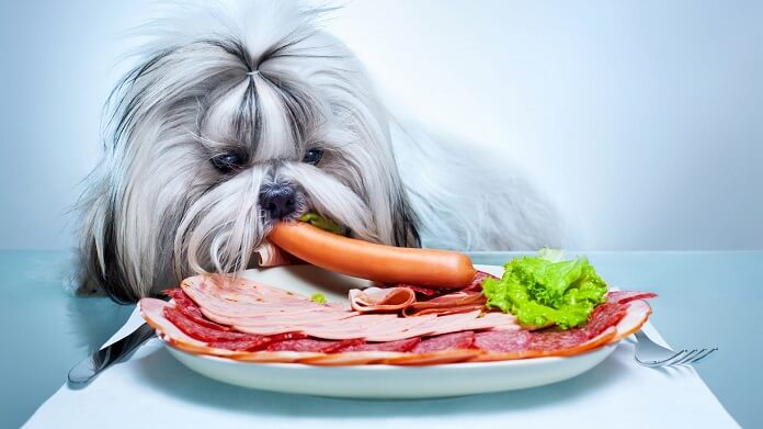 Chó ăn xúc xích được không? Nên cho ăn bao nhiêu?