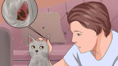 Cách lấy ráy tai cho mèo tại nhà