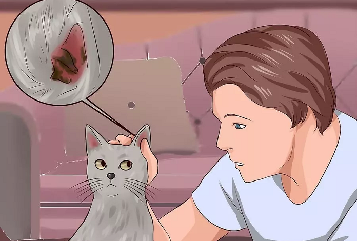 Cách lấy ráy tai cho mèo tại nhà