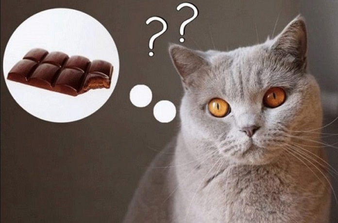 Mèo có ăn được socola không?