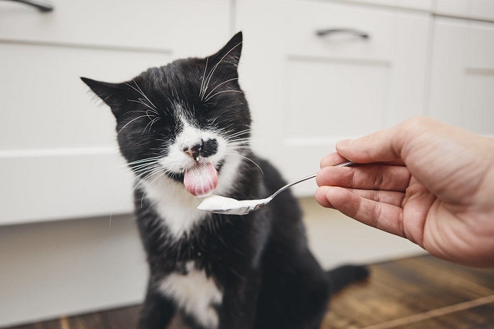 Mèo có ăn được sữa chua không?