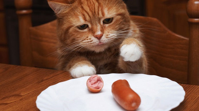 Mèo ăn xúc xích được không?