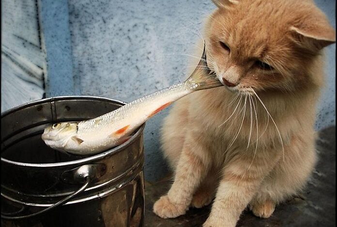 Cách xử lí khi mèo bị hóc xương cá