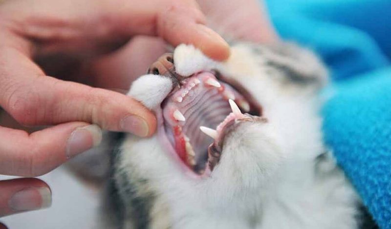 Cách điều trị mèo bị loét miệng