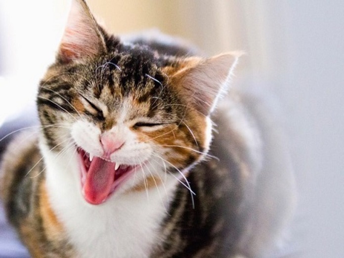Tại sao nên cho mèo uống thuốc nước