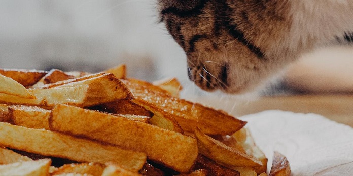 Mèo có ăn khoai lang được không?