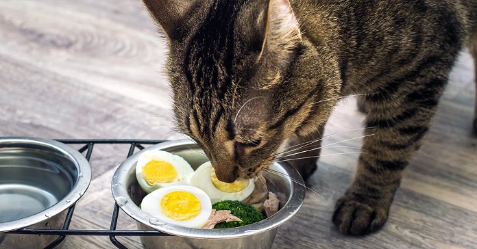 Mèo có ăn được trứng không?