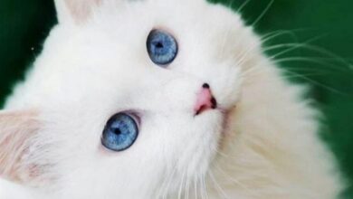 Sự thật về 5 giống mèo đen mắt xanh