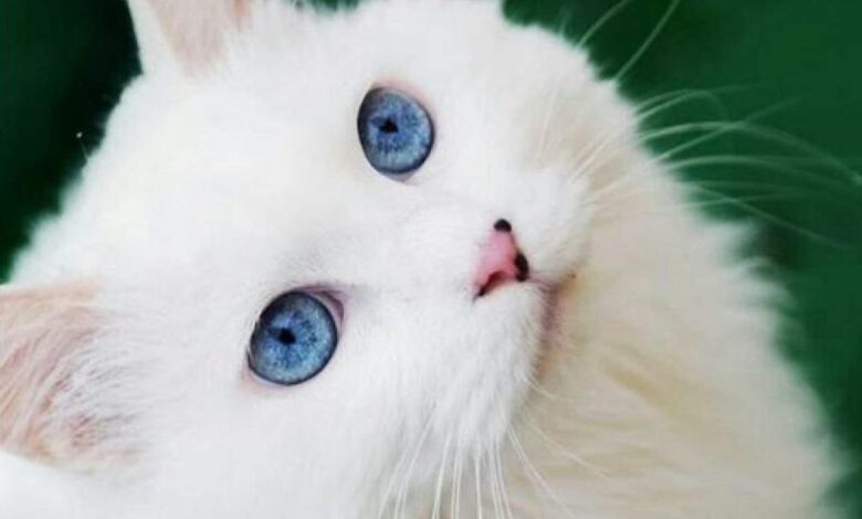 Sự thật về 5 giống mèo đen mắt xanh