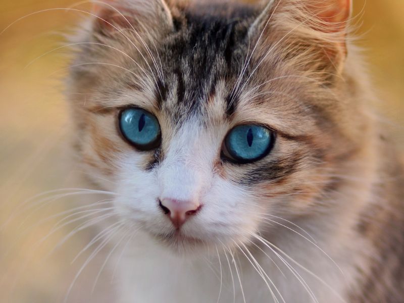 Mèo đen mắt xanh nổi bật bởi đôi mắt 