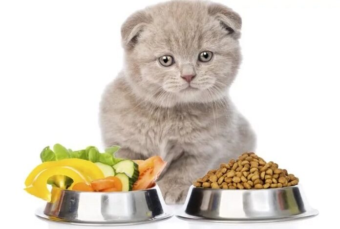 Mèo không ăn được gì?