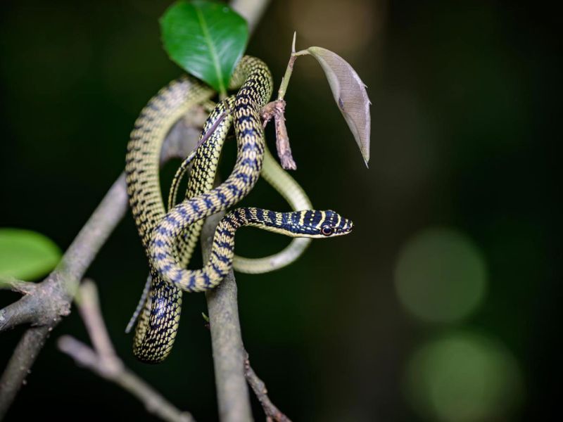 Một con rắn rào đốm trưởng thành thường có kích thước vừa