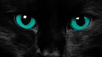 Vì sao mắt mèo sáng vào ban đêm?