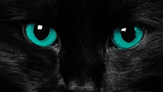 Vì sao mắt mèo sáng vào ban đêm?