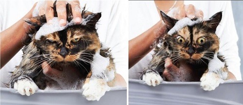 Dùng sữa tắm dành riêng cho mèo