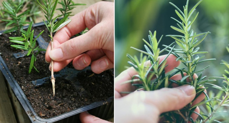 Cách trồng cây hương thảo bằng cành trong chậu