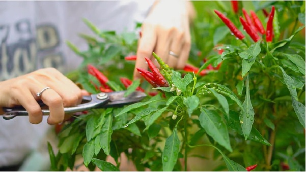 Bạn có thể thu hoạch ớt sau khoảng 30 - 45 ngày