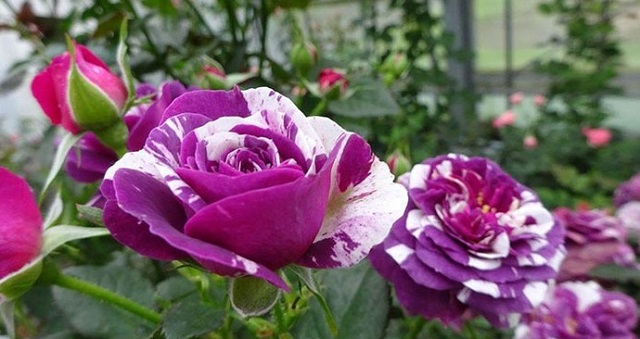 Cách trồng hoa hồng tím