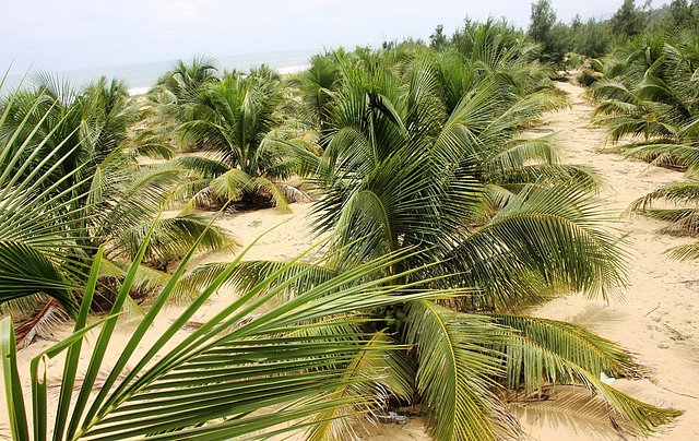 Trồng cây dừa xiêm xanh lùn mang lại hiệu quả kinh tế rất cao