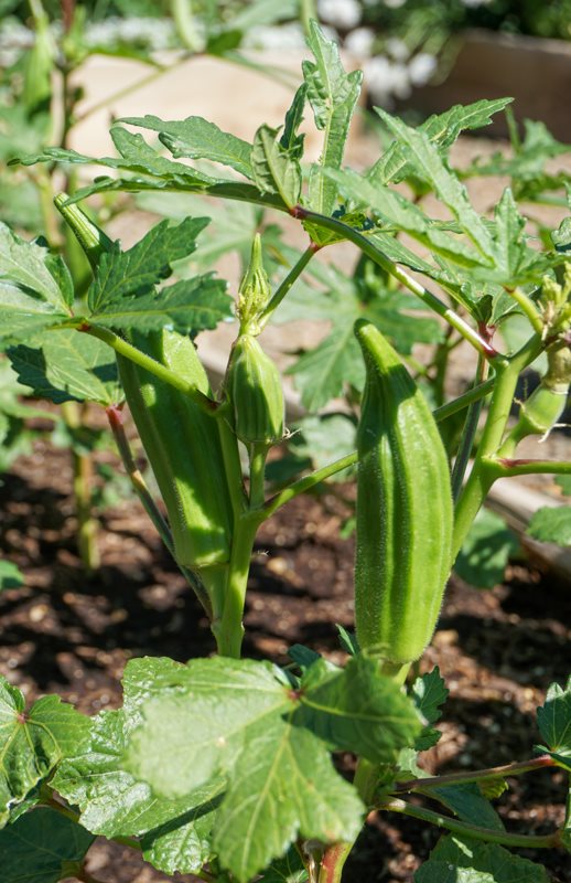 Cách trồng đậu bắp năng suất cao