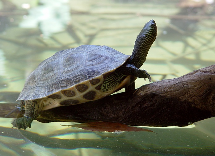 Thức ăn của rùa cổ sọc ăn phụ thuộc vào môi trường sống và mùa vụ.