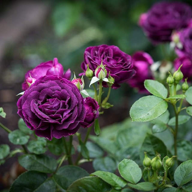 Nguồn gốc của hoa hồng tím