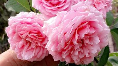 Các giống hoa hồng Pháp: Đặc điểm, Cách trồng và Chăm sóc