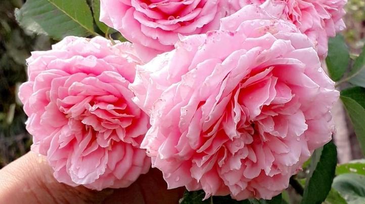 Các giống hoa hồng Pháp: Đặc điểm, Cách trồng và Chăm sóc